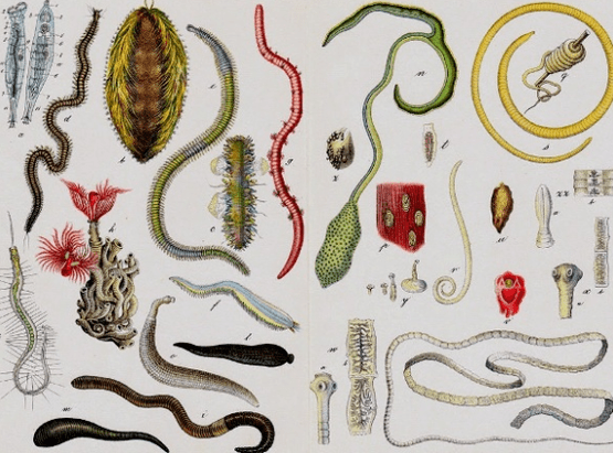 Parasite Types